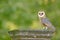 Nice bird barn owl, Tito alba, sitting on stone fence in forest cemetery, nice blurred light green the background. Wildlife scene