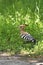 The Nice bird with crest Hoopoe Upupa epops