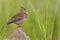 Nice bird Crested lark Galerida cristata from region Castilla-La Mancha in Spain.