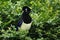 Nice bird with dark head Plush crested Jay, Cyanocorax chrysops, sitting on green shrubs, , Brazil, South America