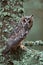 Nice bird Long-eared Owl sitting on the branch in the fallen larch forest during autumn