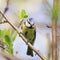 nice bird titmouse sitting on a branch in the Park in early spring on a Sunny day