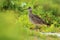 Nice bird Whimbrel, Numenius phaeopus, in blurred nice flowers in foreground, Belize. Bird in nature habitat, long bill. Wildlife