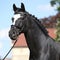 Nice black dutch warmblood with bridle