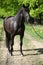 Nice black dutch warmblood with bridle