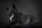 Nice Black German shepherd relaxing in a studio floor