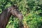 Nice black Marwari brood mare posing  in nice garden. Gujarat, India