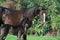 Nice black Marwari brood mare posing  in nice garden with her baby. Gujarat, India