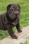 Nice black sharpei puppy