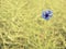 Nice blue flower cornflower in blossom. Ripe oilseed field