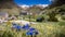 Nice blue flowers in mountain pasture gentian without stalk, Gentiana clusii