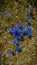 Nice blue flowers in mountain pasture gentian without stalk, Gentiana clusii
