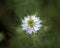 Nice blue nigella  flower