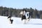 Nice border collie playing with a horse