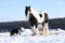 Nice border collie playing with a horse