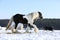 Nice border collie playing with a horse