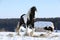 Nice border collie playing with a horse