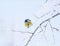 Nice bright bird blue tit sitting in the garden in winter on the