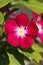 Nice bright eyes flower Catharanthus roseus