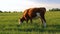 Nice brown cow eating grass on meadow pasture at sunset. Czech republic