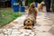 Nice brown dog `chapi` stretching in the morning like a yoga hasana