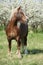 Nice brown draft horse in front of flowering plum trees