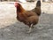 A nice brown hen chicken, portrait, very clever,