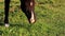 Nice brown horse eating grass