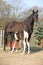 Nice brown mare with its piebald foal