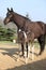 Nice brown mare with its piebald foal