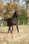 Nice brown pony running in autumn