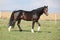 Nice brown stallion with long mane running