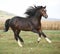 Nice brown stallion with long mane running