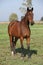 Nice brown warmblood standing in autumn