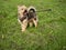 Nice brown Yorkshire terrier on a leash in a field mouth open, looking at the viewer. Selective focus