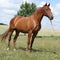 Nice Budyonny horse standing on meadow