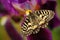 Nice Butterfly Southern Festoon, Zerynthia polyxena, sucking nectar from dark violet iris flower