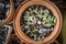 Nice cactus in earthenware flower pot