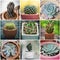 Nice cactus in pot, Collage