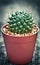 Nice cactus with vintage color