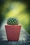 Nice cactus with vintage color style