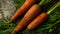 Nice Carrots with haulm on the black rustic background.