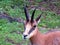 A nice chamois Rupicapra rupicapra, resting on green grass in the Carpathian Mountains near Curtea de Arges in Romania.