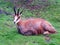 A nice chamois Rupicapra rupicapra, resting on green grass in the Carpathian Mountains near Curtea de Arges in Romania.