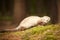 Nice champagne ferret posing on moss deep in summer forest