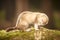 Nice champagne ferret posing on moss deep in summer forest