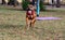 nice cheerful, joyful and positive dog runs very quickly right at the photographer. The girl is doing fitness on the background