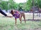 nice cheerful, joyful and positive dog runs very quickly right at the photographer. The girl is doing fitness on the background