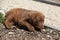 Nice chesapeake bay retriever puppy lying