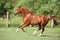 Nice chestnut arabian horse running in paddock